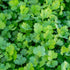 Coriander Herb Seeds